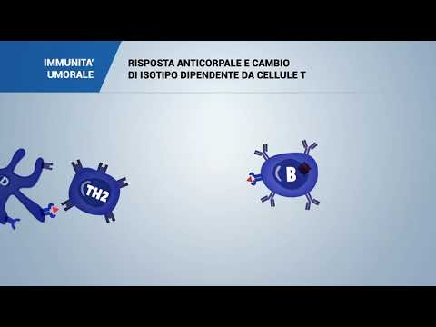 Video: Deficit Di Ricombinazione A Commutazione Di Classe Delle Immunoglobuline