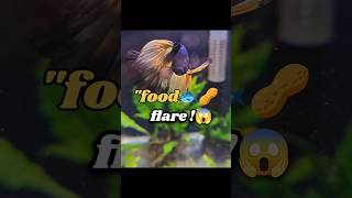 🐟 Food Flare Time! Watch🔥 #bettafish #betta #bluebettafish #aquarium #bettafishuae