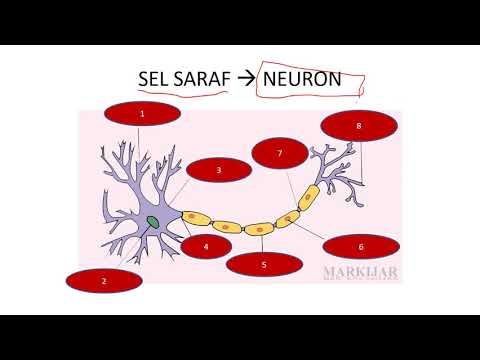 Video: Perbezaan Antara Sel Otot Dan Sel Saraf