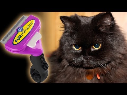 Video: Namana Ng Sakit Sa Balat Sa Persian Cat