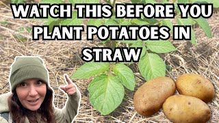 Pros & Cons of Growing Potatoes in Straw 🥔 No dig method