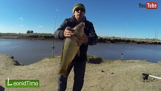 Рецепт каши с медом на крупных сазанов, карп, карась.