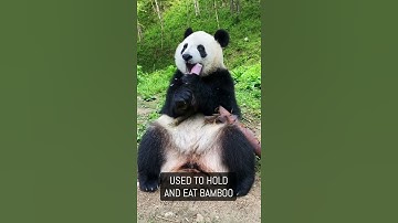 Pandas Sleep For ??? Hours