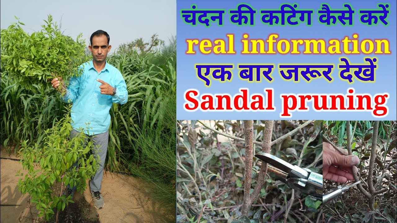 चंदन के पौधे की शाखाएं कैसे काटे। chandan ki Branch cutting kaise kare. How to do Sandal pruning🌳