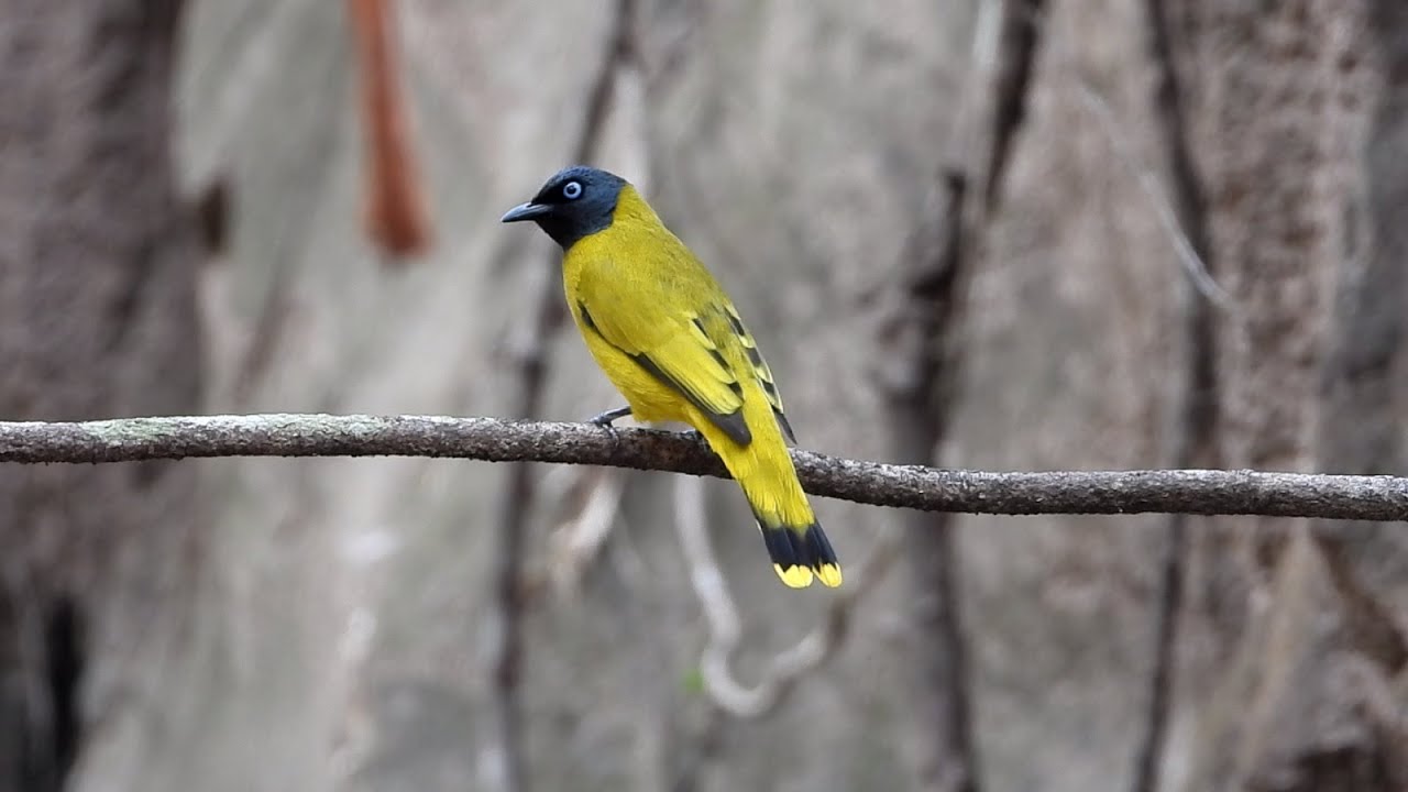 Amazing of Black headed Bulbul 