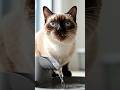 #shortvideo #vairalvideo #cat