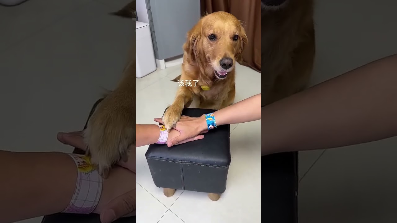 Cuihua the Dog's Happy Life #dog #goldenretriever #pets #funny