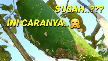 Cara Mudah Menemukan Sarang Burung Prenjak Lumut..🤗👆