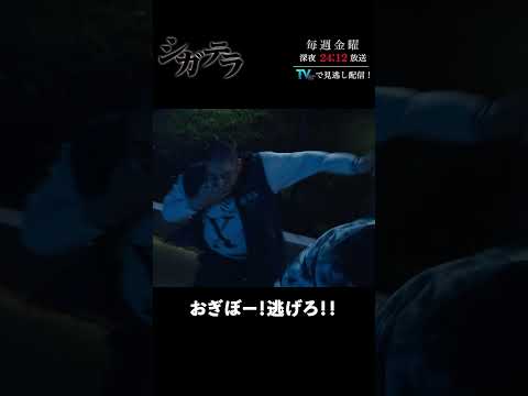 「#シガテラ」【おぎぼー!逃げろ!!ver.】 テレビ東京系 毎週金曜24時12分から放送&TVerで配信中!#醍醐虎汰朗 #関水渚 #長谷川慎 #shorts