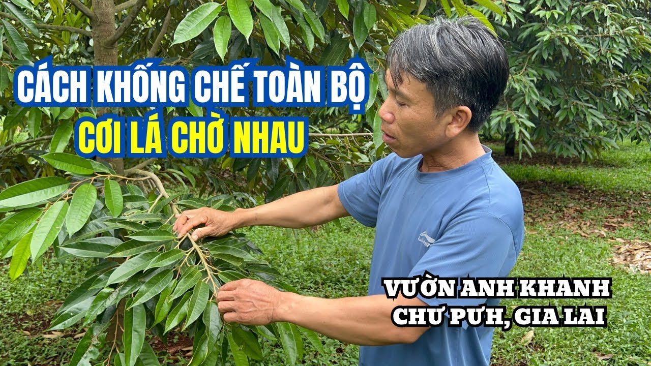 CÁCH QUẢN LÝ CƠI LÁ ĐỒNG BỘ - VƯỜN ANH KHANH CHƯ PƯH, GIA LAI