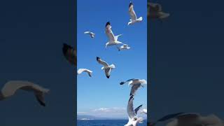 #Gaviotas al vuelo #ship #galicia #travel