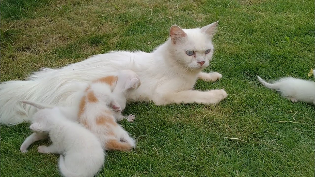 Mother Cat Not Feeding Milk To Her Cute Kittens Elder Sister Coming For
