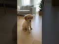Dog Pretends to Be Asleep When Offered His Favorite Treat 😂 #goldenretreivers #funny #puppy