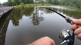Bluegill Fishing with Worms!  **BIG BLUEGILL**