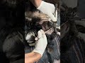 This Pup Suffered Something HEINOUS Without Making A Single Sound [STORY BELOW]