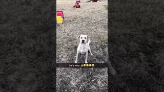 Dog Had A Bad Day dog foryou funny funnydog fyp