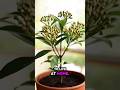 This simple trick changes kitchen cloves into green life #tanding #youtubeshorts