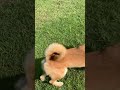 足蹴り覚えたて。初心者の柴犬がこちらw #shorts  #柴犬