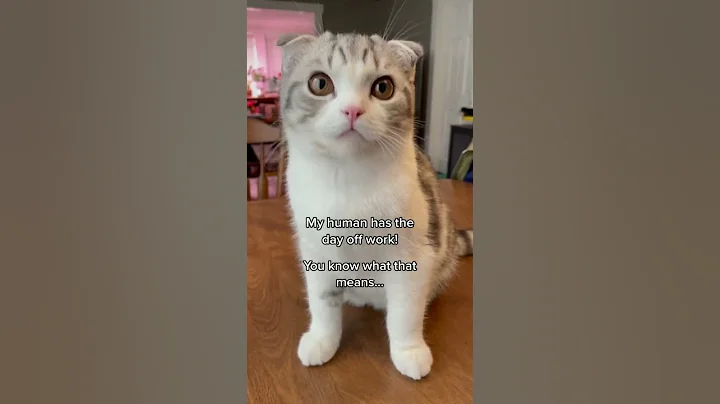 Video 11229241: cutecat catlover catplaying golden, cats catlover cutecat funny, cat playing cutecat, funny cat family, funny cats dogs, enjoy funny cats