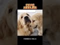 子犬大量里親探し難航 # 可愛いペット#猫 #犬
