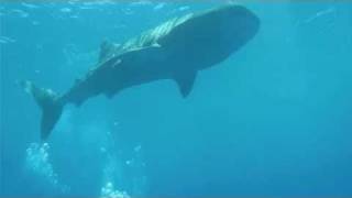 Whale Sharks at LUX* Maldives