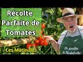 Comment rcolter des tomates comme un pro