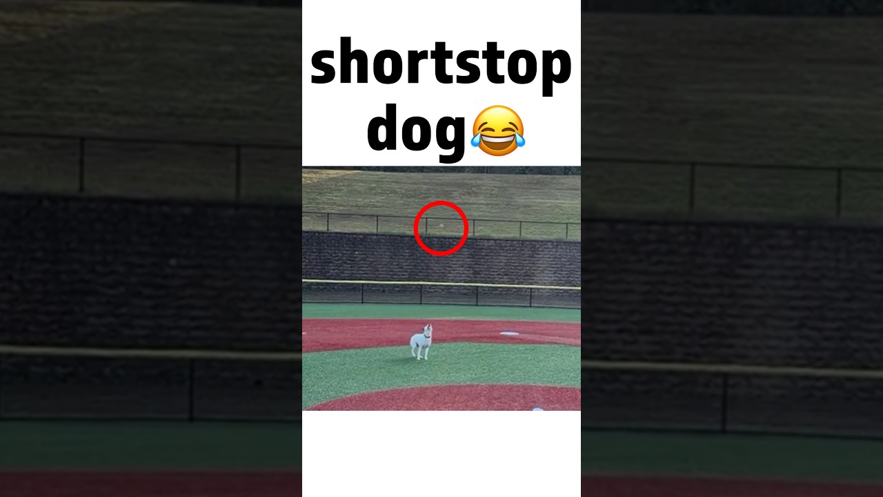 he's got that DOG in him 😂😂
