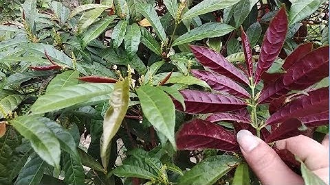 Cây Đơn Lá Đỏ ( Đơn mặt trời ) cây thuốc quý điều trị mụn nhọt, lở ngứa