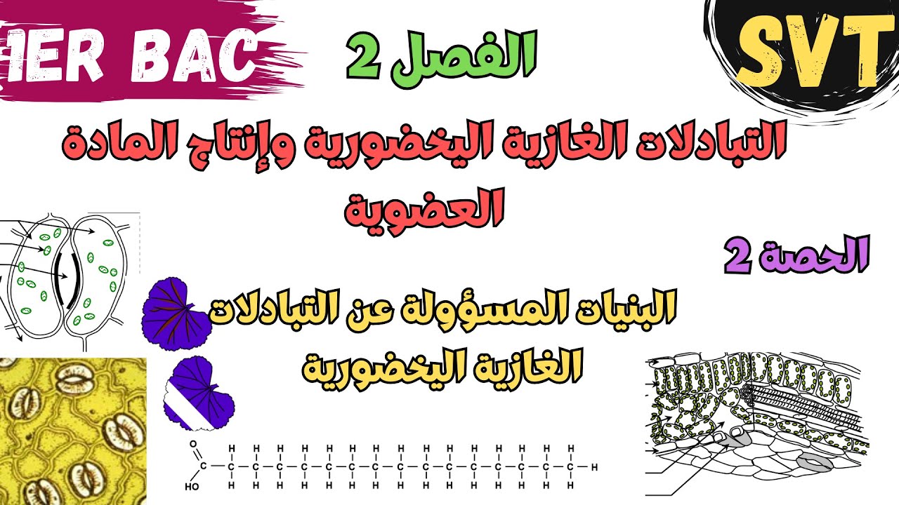 1 باك |الوحدة 2 | الفصل 2: التبادلات الغازیة الیخضوریة وإنتاج المادة العضویة | الجزء 2