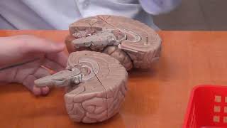 Промежуточный мозг на схеме и муляже.
