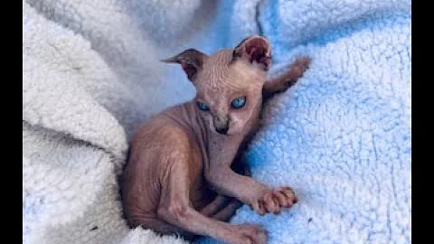 Watch the video about Lyinx point boy sphynx