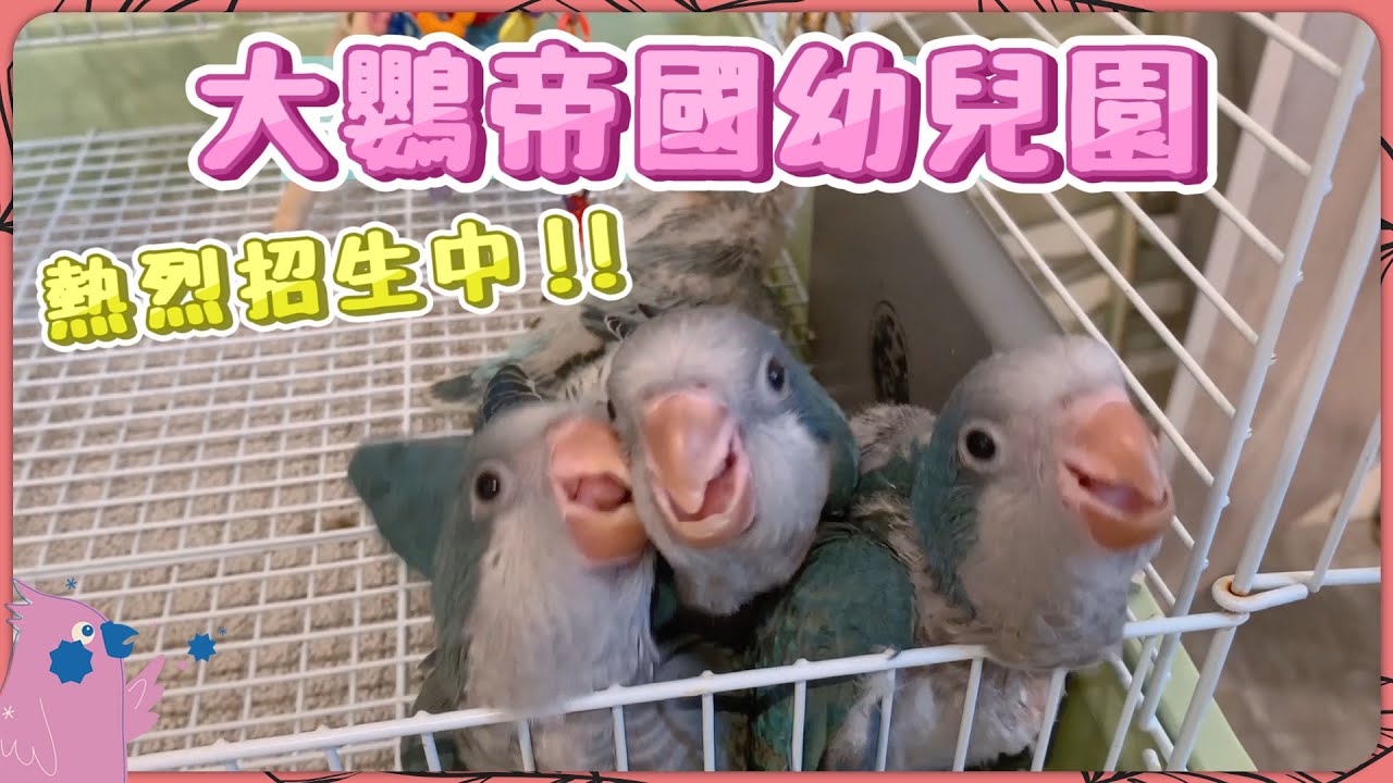 寶貝日常 大鸚帝國幼兒園 熱烈招生中 歡迎參觀 大鸚帝國parrotempire Youtube