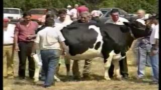 Fiestas de la Virgen de la Cama - año 1990 (1 de 9)