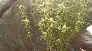 Growing With Dubz S.2 EP.7 Week 5 of Flower. Garden Update. Stretch phase over. Time to get Fat.