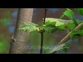 Timelapse Sycamore Leaves Growing From Bud On Branch