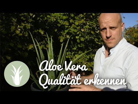 Aloe Vera - gute Qualität erkennen und wie im Markt getrickst wird | als BIODALOE bei MIVITA