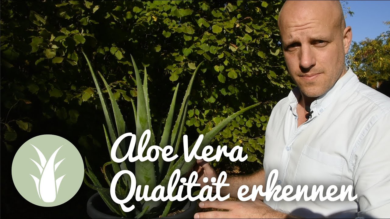 Aloe Vera - gute Qualitt erkennen und wie im Markt getrickst wird |  BIODALOE