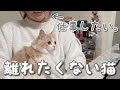 仕事中の飼い主とかまって欲しい子猫…自由奔放な姿が可愛い【猫と暮らすOLの日常ルーティン】／The kitten is cute to work 1% … [OL daily routine]