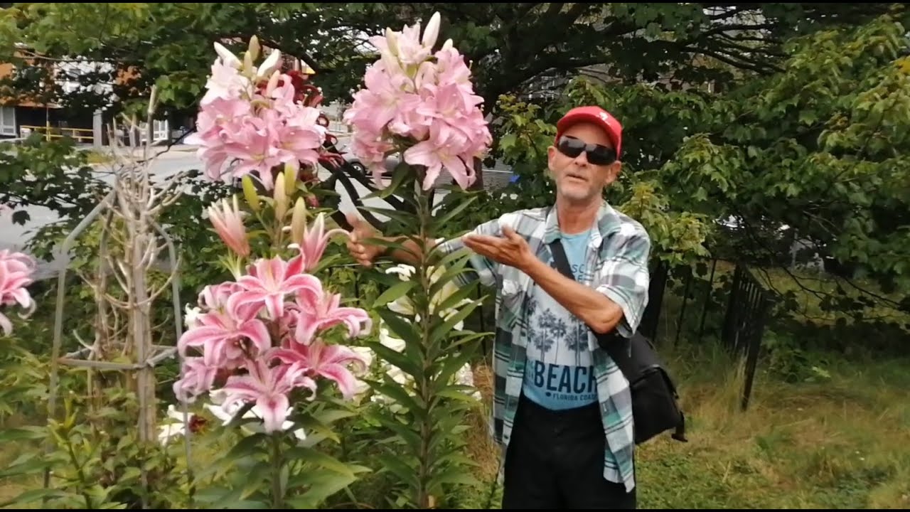 Gary and Oriental lilies!