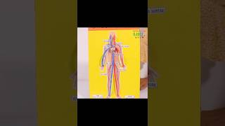 Functional Circulatory System 😱Super easy! #crafts #diy #circulatorysystem #anatomy