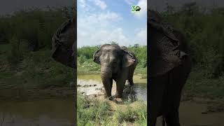 Whats Better Than An Elephant Enjoying A Mud Bath?