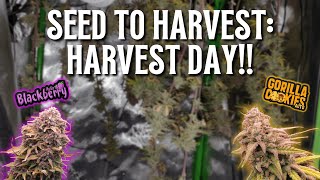 HARVEST TIME!! Seed to Harvest Part 7, Gorilla Cookies and Blackberry Autoflowers!