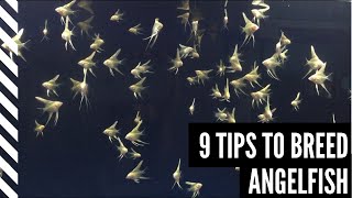 9 Tips to Breed Angelfish