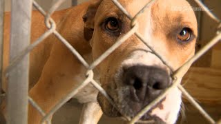 Fort Bend County animal shelters offer discounted adoptions