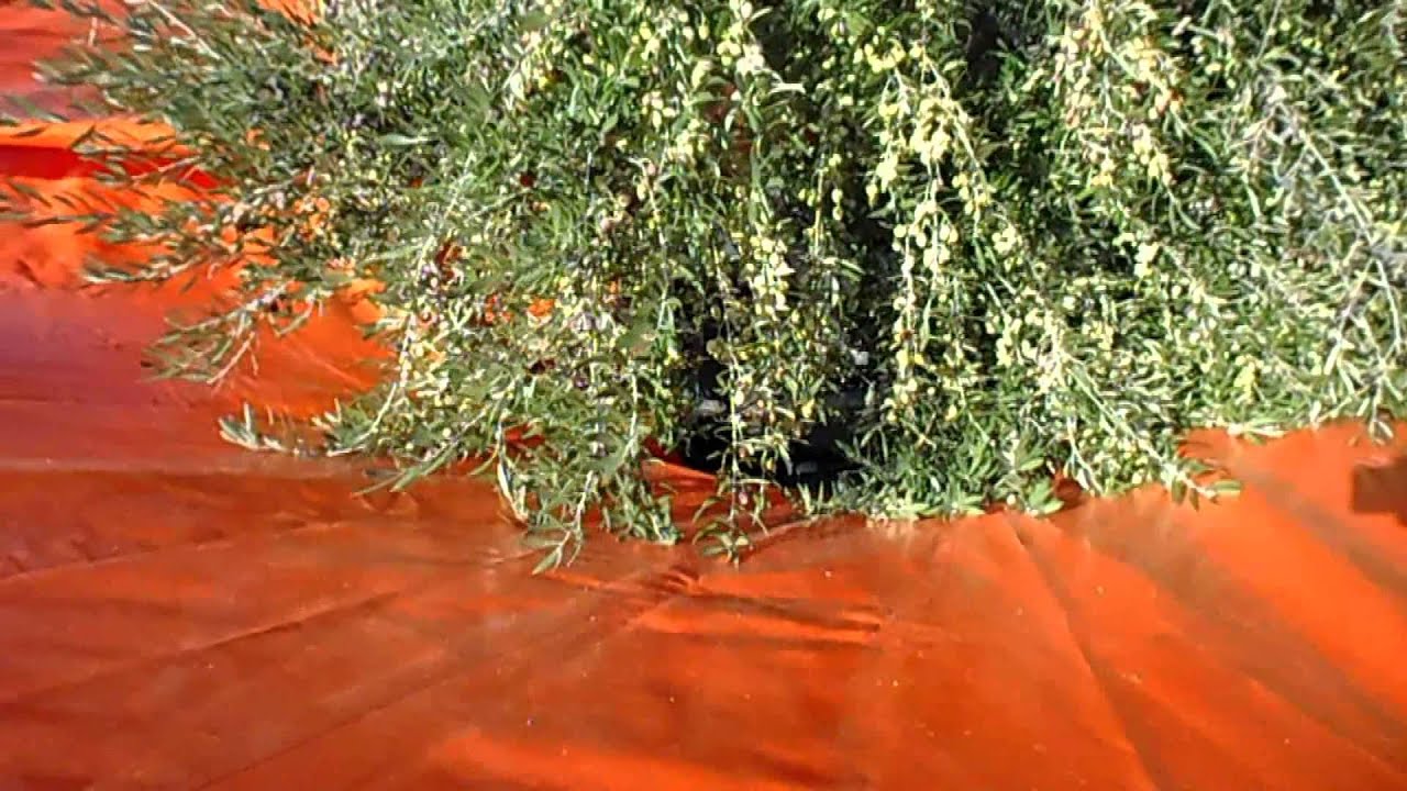 Agromelca - Recolección de aceitunas (koroneiki) en Chipre. Récolte des olives. Harvesting olives.