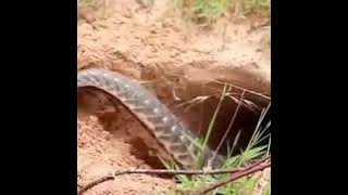 Cara tangkap tenggiling !!