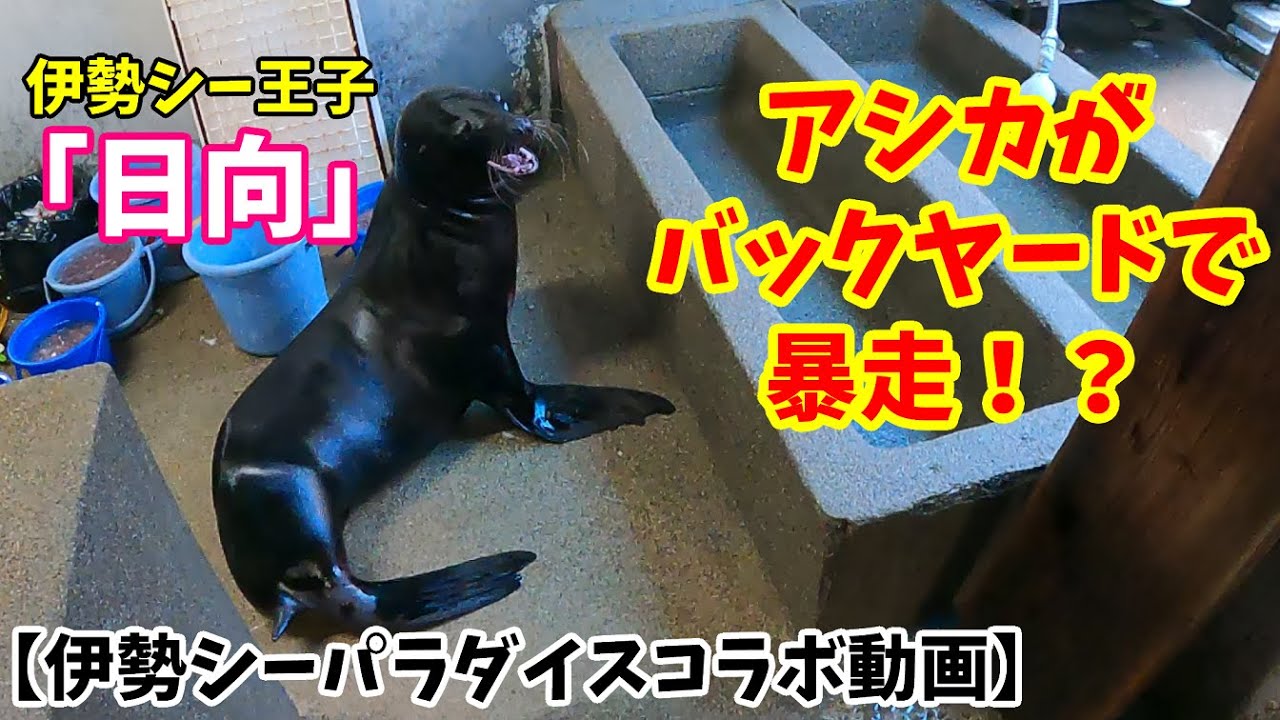 奇跡の軌跡【伊勢シーパラダイスコラボ】