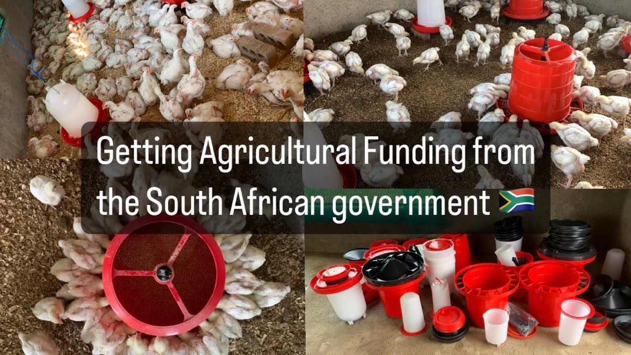 How To Get Funding From Department of Agricultural In South Africa For ...