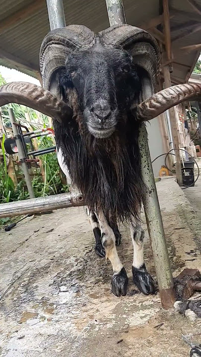 domba kuring tanduk mantul