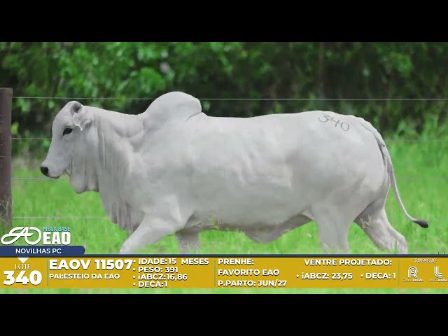 LOTE 340